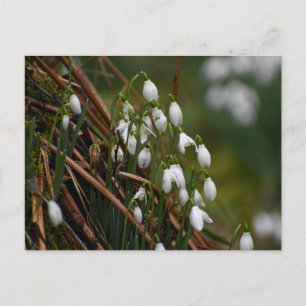 Snowdruppels Briefkaart