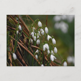 Snowdruppels Briefkaart