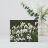 Snowdruppels Briefkaart (Staand voorkant)
