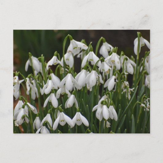 Snowdruppels Briefkaart (Voorkant)