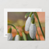 Snowdruppels Briefkaart (Voorkant / Achterkant)