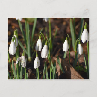 Snowdruppels Briefkaart