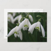 Snowdruppels Briefkaart (Voorkant / Achterkant)