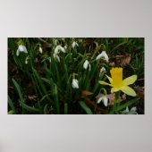 Snowdruppels en Daffodil Spring Floral Poster (Voorkant)