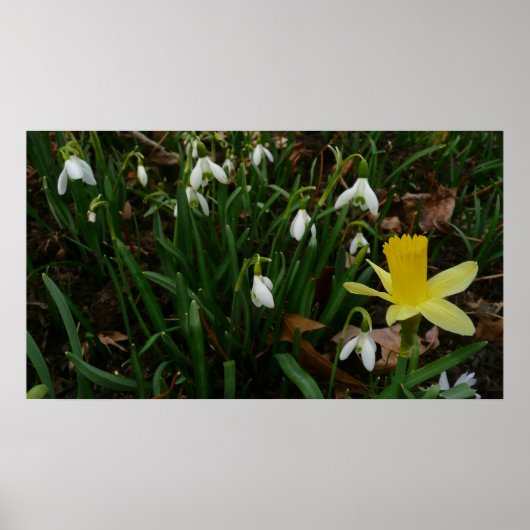 Snowdruppels en Daffodil Spring Floral Poster (Voorkant)