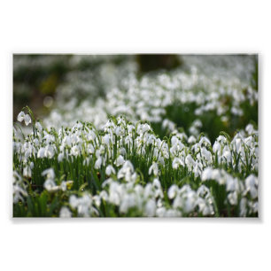 Snowdruppels Foto Afdruk