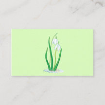 Snowdruppels (Galanthus nivalis) Vroege lentbloeme