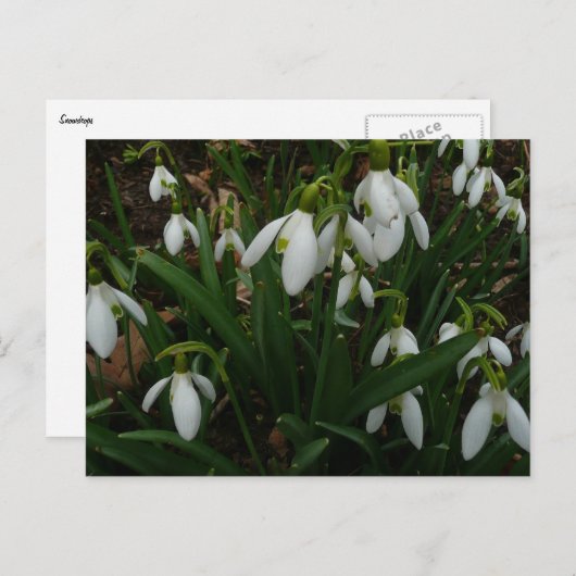 Snowdruppels I (Galanthus) White Spring Flowers Briefkaart (Voorkant / Achterkant)