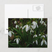 Snowdruppels I (Galanthus) White Spring Flowers Briefkaart (Voorkant / Achterkant)