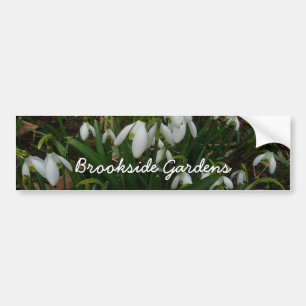 Snowdruppels I (Galanthus) White Spring Flowers Bumpersticker