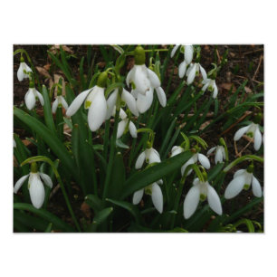 Snowdruppels I (Galanthus) White Spring Flowers Foto Afdruk
