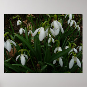 Snowdruppels I (Galanthus) White Spring Flowers Poster