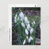 Snowdruppels in het briefkaart van de regen (Voorkant / Achterkant)