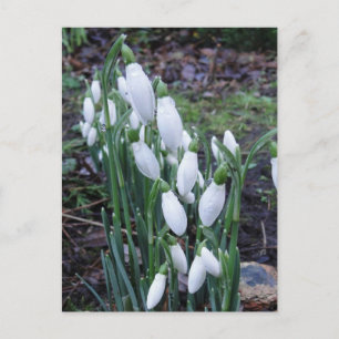Snowdruppels in het briefkaart van de regen
