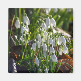 Snowdruppels Magneet