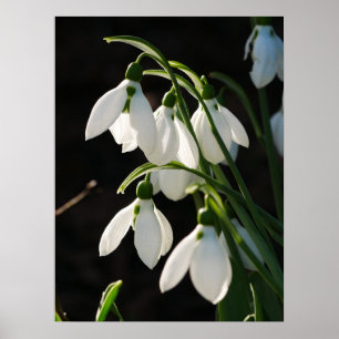 Snowdruppels Poster