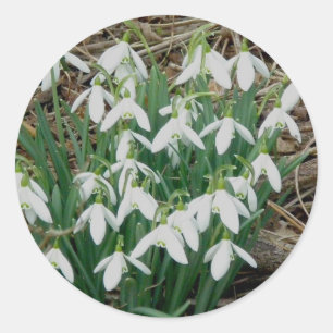 Snowdruppels Stickers