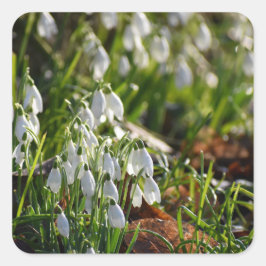 Snowdruppels Vierkante Sticker