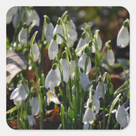 Snowdruppels Vierkante Sticker