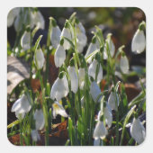 Snowdruppels Vierkante Sticker (Voorkant)