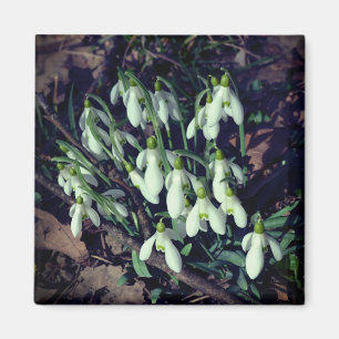 Snowdruppels zijn de eerste bloemen van de lente magneet