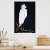 Snowey white egret poster (Keuken)