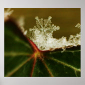 Snowflake 2009 Blizzard Poster (Voorkant)