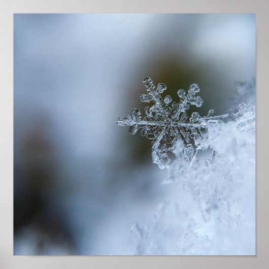 Snowflake Closeup Poster (Voorkant)