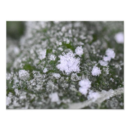 Snowflakes  foto afdruk (Voorkant)
