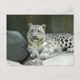 SnowLeopardM003 Briefkaart