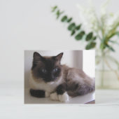 Snowshoe Briefkaart (Staand voorkant)