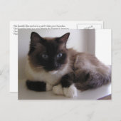 Snowshoe Briefkaart (Voorkant / Achterkant)