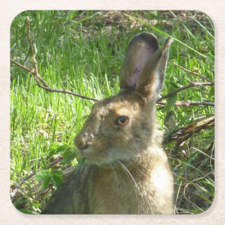 Snowshoe hare grazing vierkante kartonnen onderzetter