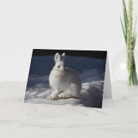 Snowshoe Hare in het Nationaal Park Sneeuwland Den