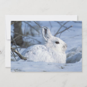 Snowshoe Hare Resting in Snow Feestdagenkaart