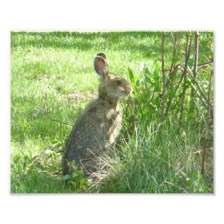 Snowshoe hare zit rechtop foto afdruk