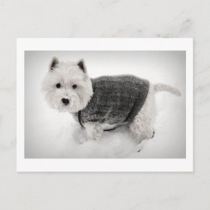 snowy barko in sweater briefkaart
