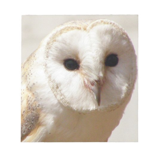 Snowy Barn Owl Notitieblok (Voorkant)