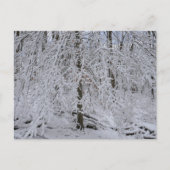 Snowy Birch Tree Canopy Briefkaart (Voorkant)
