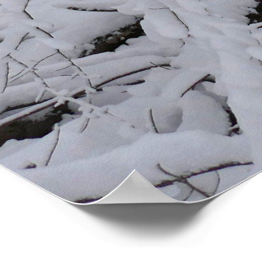 Snowy Birch Tree Canopy Poster (Hoek)