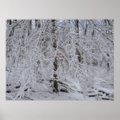 Snowy Birch Tree Canopy Poster (Voorkant)