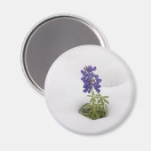 Snowy Bluebonnet - magneet (Voorkant / Achterkant)