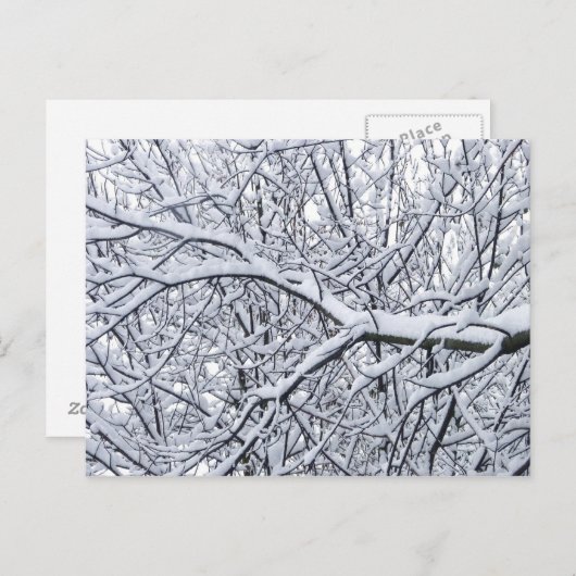 Snowy Branches Briefkaart (Voorkant / Achterkant)