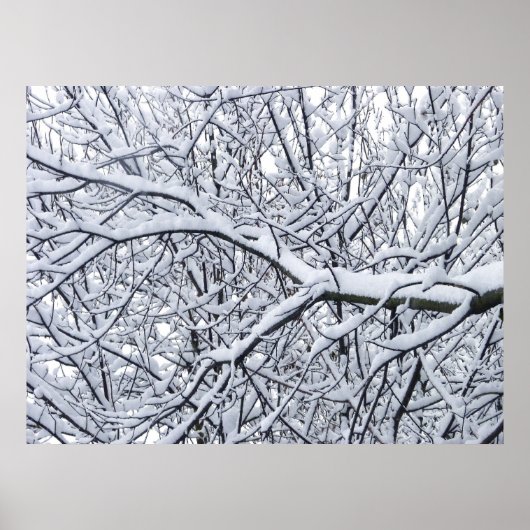 Snowy Branches Poster (Voorkant)