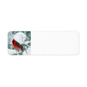 Snowy Cardinaal Etiket