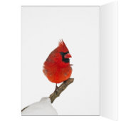 Snowy Day Cardinaal (Binnen (Links))
