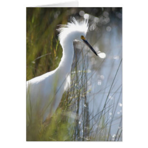 Snowy Egret