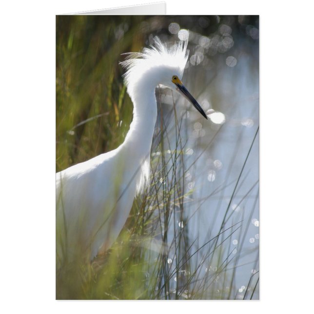 Snowy Egret (Voorkant)