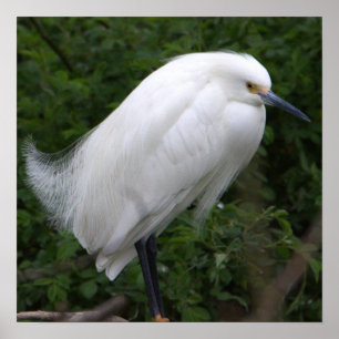 Snowy Egret Bird Foto Poster