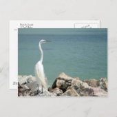 Snowy Egret Briefkaart (Voorkant / Achterkant)